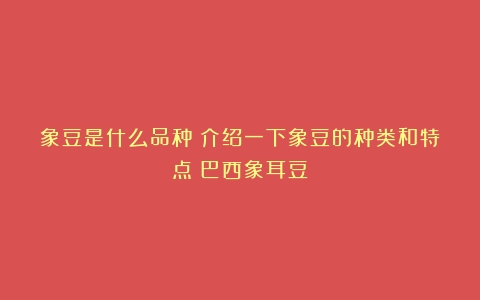 象豆是什么品种？介绍一下象豆的种类和特点（巴西象耳豆）