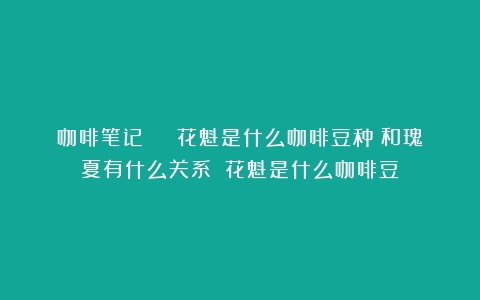 咖啡笔记 | 花魁是什么咖啡豆种？和瑰夏有什么关系？（花魁是什么咖啡豆）