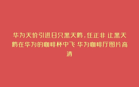 华为天价引进8只黑天鹅，任正非：让黑天鹅在华为的咖啡杯中飞（华为咖啡厅图片高清）