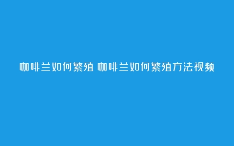 咖啡兰如何繁殖（咖啡兰如何繁殖方法视频）