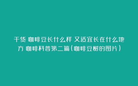 干货！咖啡豆长什么样？又适宜长在什么地方？咖啡科普第二篇(咖啡豆树的图片)