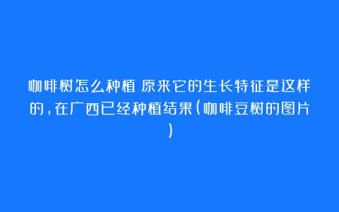 咖啡树怎么种植？原来它的生长特征是这样的，在广西已经种植结果(咖啡豆树的图片)