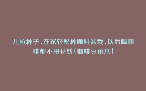 几粒种子，在家轻松种咖啡盆栽，以后喝咖啡都不用花钱(咖啡豆苗木)