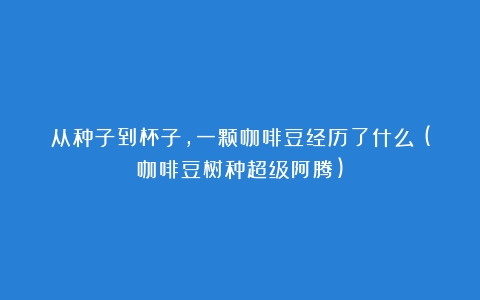 从种子到杯子，一颗咖啡豆经历了什么？(咖啡豆树种超级阿腾)