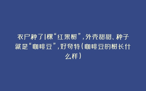 农户种了1棵“红果树”，外壳甜甜、种子就是“咖啡豆”，好奇特(咖啡豆的树长什么样)