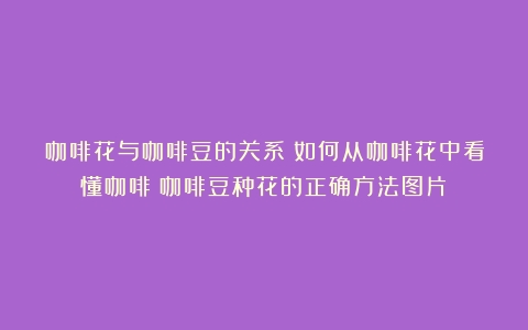 咖啡花与咖啡豆的关系：如何从咖啡花中看懂咖啡（咖啡豆种花的正确方法图片）