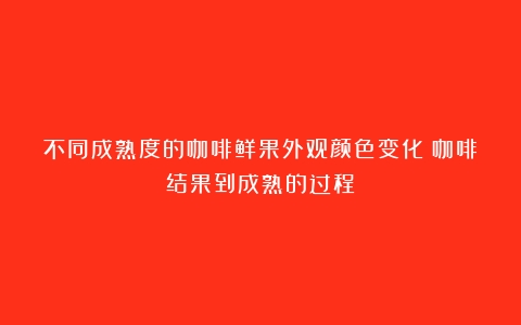 不同成熟度的咖啡鲜果外观颜色变化（咖啡结果到成熟的过程）